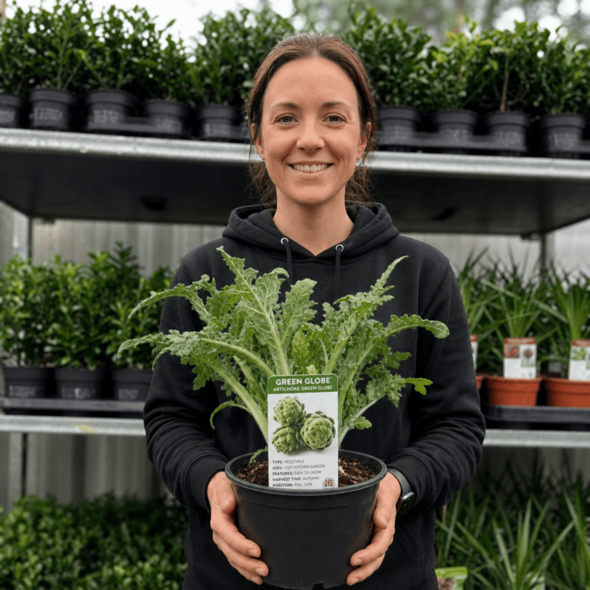 1 Green Globe Artichoke Live Plant, Hardy Perennial Vegetable, Outdoor Garden Ready, 2Ltr Root Ball - Frankton's