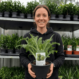 1 Green Globe Artichoke Live Plant, Hardy Perennial Vegetable, Outdoor Garden Ready, 2Ltr Root Ball - Frankton's