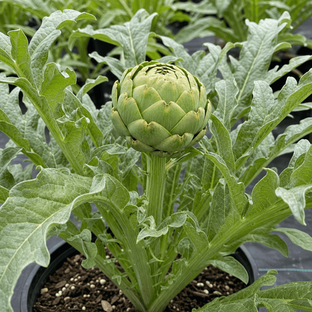 1 Green Globe Artichoke Live Plant, Hardy Perennial Vegetable, Outdoor Garden Ready, 2Ltr Root Ball - Frankton's