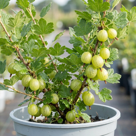 1 Green Gooseberry Bush, Hardy Self Fertile Fruit Plant, Outdoor Garden Ready, 5 Litre Root Ball - Frankton's