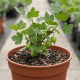 1 Green Gooseberry Bush, Hardy Self Fertile Fruit Plant, Outdoor Garden Ready, 5 Litre Root Ball - Frankton's