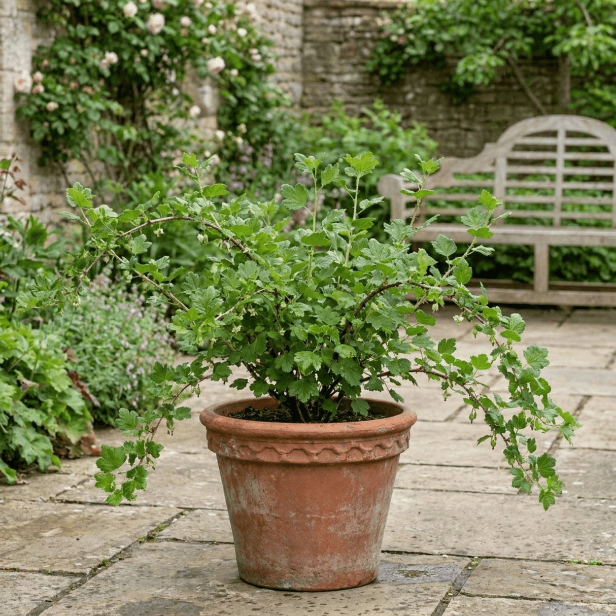 1 Green Gooseberry Bush, Hardy Self Fertile Fruit Plant, Outdoor Garden Ready, 5 Litre Root Ball - Frankton's