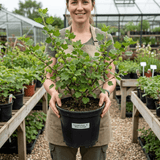1 Green Gooseberry Bush, Hardy Self Fertile Fruit Plant, Outdoor Garden Ready, 5 Litre Root Ball - Frankton's