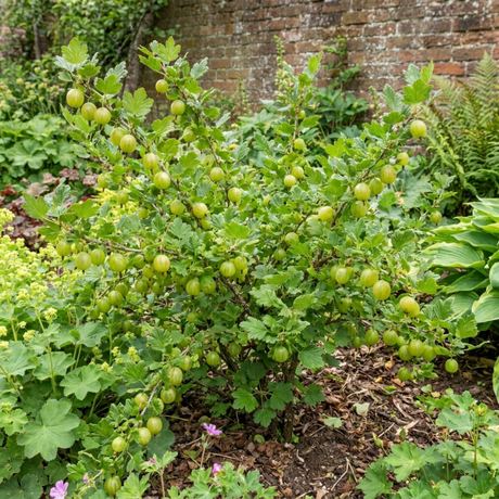 1 Green Gooseberry Bush, Hardy Self Fertile Fruit Plant, Outdoor Garden Ready, 5 Litre Root Ball - Frankton's