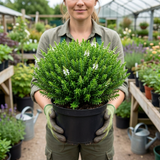 1 Hebe Emerald Gem Hardy Perennial Plant, Compact Evergreen Flowering Shrub, 2 Litre Root Ball - Frankton's