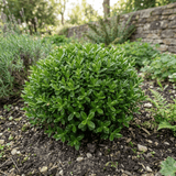 1 Hebe Emerald Gem Hardy Perennial Plant, Compact Evergreen Flowering Shrub, 2 Litre Root Ball - Frankton's