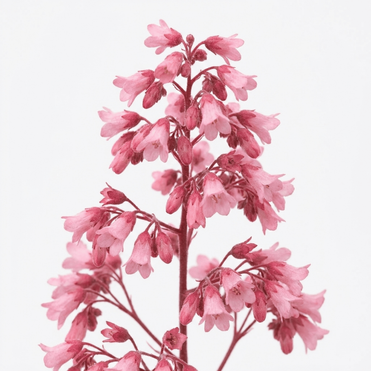 1 Heuchera Pink Fizz Coral Bells Plant, Hardy Evergreen Perennial, 17cm Root Ball - Frankton's