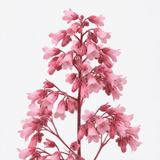 1 Heuchera Pink Fizz Coral Bells Plant, Hardy Evergreen Perennial, 17cm Root Ball - Frankton's