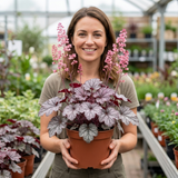 1 Heuchera Pink Fizz Coral Bells Plant, Hardy Evergreen Perennial, 17cm Root Ball - Frankton's
