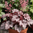 1 Heuchera Pink Fizz Coral Bells Plant, Hardy Evergreen Perennial, 17cm Root Ball - Frankton's