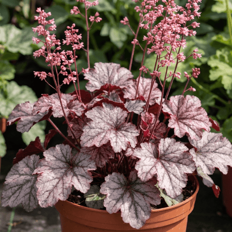 1 Heuchera Pink Fizz Coral Bells Plant, Hardy Evergreen Perennial, 17cm Root Ball - Frankton's