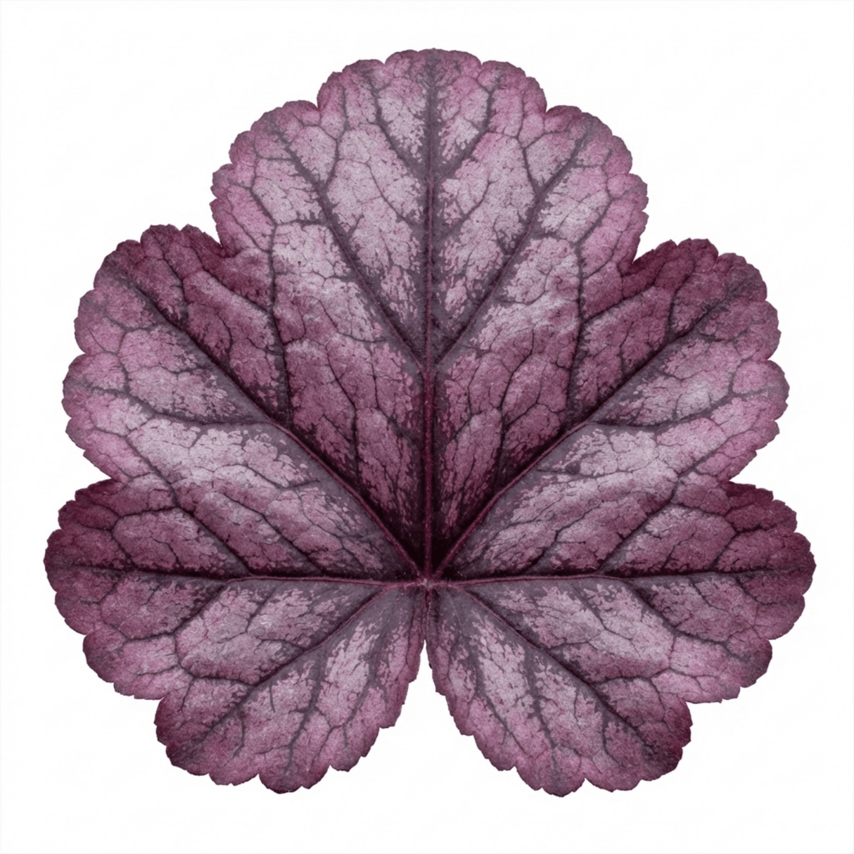 1 Heuchera Wild Rose Coral Bells, Shade Loving Hardy Evergreen Perennial Plant, 2 Litre Root Ball - Frankton's