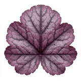 1 Heuchera Wild Rose Coral Bells, Shade Loving Hardy Evergreen Perennial Plant, 2 Litre Root Ball - Frankton's