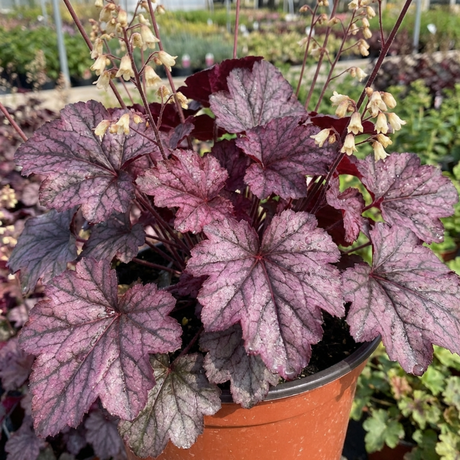 1 Heuchera Wild Rose Coral Bells, Shade Loving Hardy Evergreen Perennial Plant, 2 Litre Root Ball - Frankton's