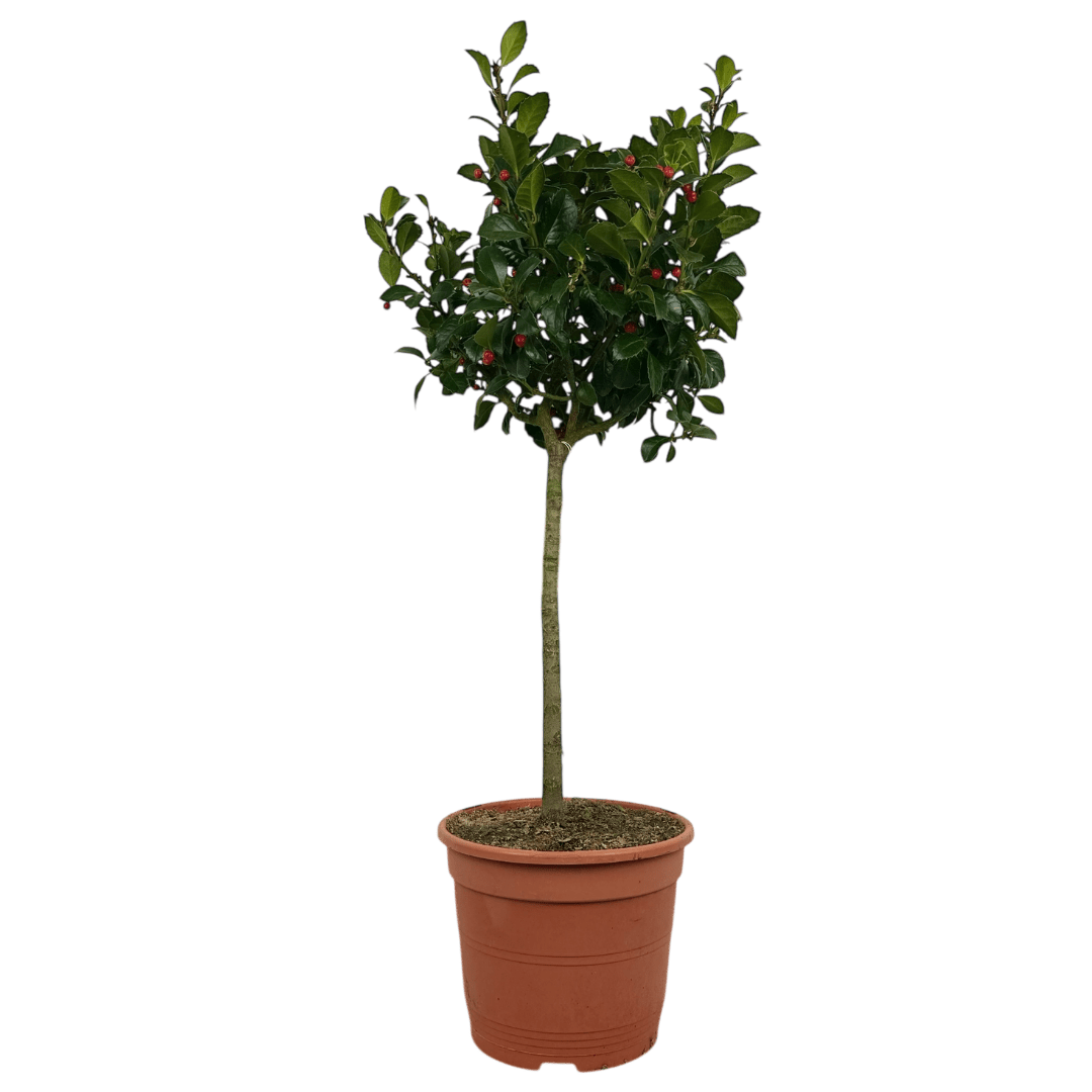 1 Holly Heckenfee Standard Tree – Outdoor Garden Ready, Supplied Fresh in 5L Pot - Frankton's