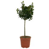 1 Holly Heckenfee Standard Tree – Outdoor Garden Ready, Supplied Fresh in 5L Pot - Frankton's