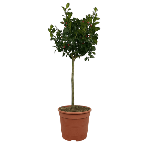 1 Holly Heckenfee Standard Tree – Outdoor Garden Ready, Supplied Fresh in 5L Pot - Frankton's