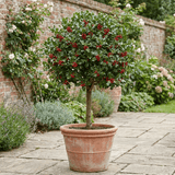 1 Holly Heckenfee Standard Tree – Outdoor Garden Ready, Supplied Fresh in 5L Pot - Frankton's