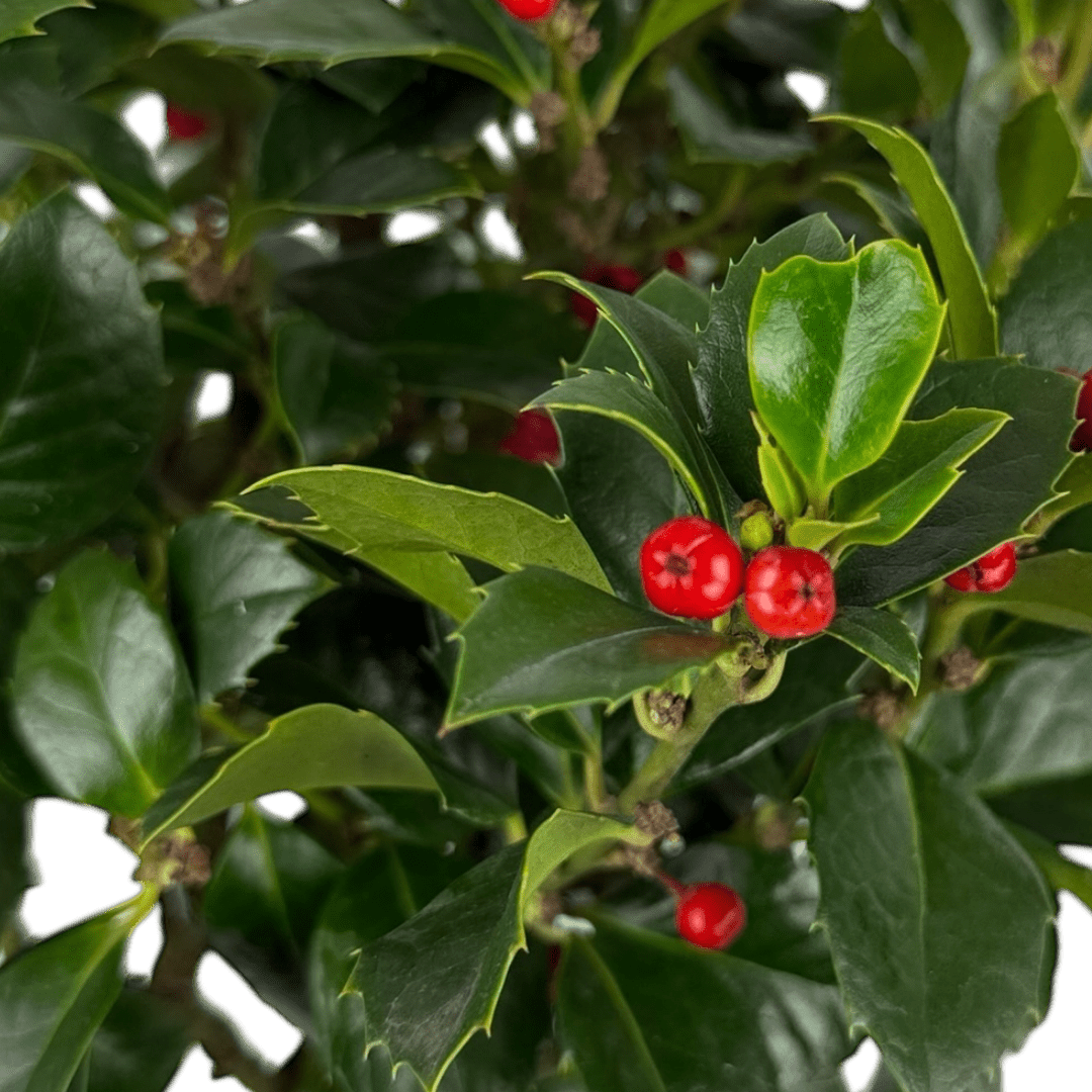 1 Holly Heckenfee Standard Tree – Outdoor Garden Ready, Supplied Fresh in 5L Pot - Frankton's