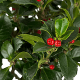 1 Holly Heckenfee Standard Tree – Outdoor Garden Ready, Supplied Fresh in 5L Pot - Frankton's