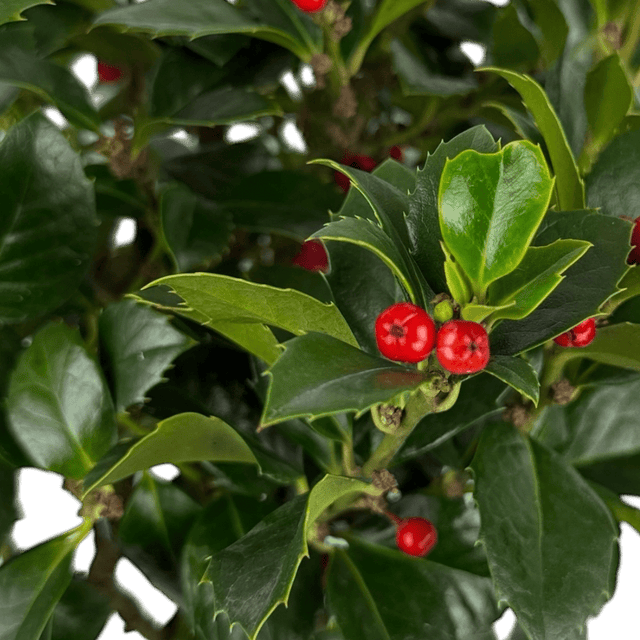 1 Holly Heckenfee Standard Tree – Outdoor Garden Ready, Supplied Fresh in 5L Pot - Frankton's