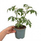 1 Honeycomb Cherry Tomato Plant, Outdoor Garden Ready, Grow Your Own Tomatoes, 2 Litre Root Ball - Frankton's
