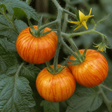 1 Honeycomb Cherry Tomato Plant, Outdoor Garden Ready, Grow Your Own Tomatoes, 2 Litre Root Ball - Frankton's