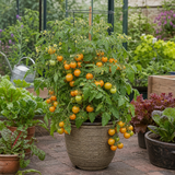 1 Honeycomb Cherry Tomato Plant, Outdoor Garden Ready, Grow Your Own Tomatoes, 2 Litre Root Ball - Frankton's