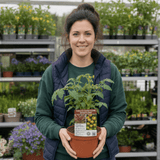 1 Honeycomb Cherry Tomato Plant, Outdoor Garden Ready, Grow Your Own Tomatoes, 2 Litre Root Ball - Frankton's