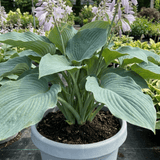1 Hosta Blue Mammoth Plant, Large Outdoor Garden Ready Hardy Perennial for Shade, 17cm/2 Litre Root Ball - Frankton's