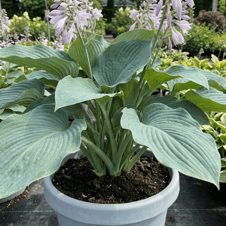 1 Hosta Blue Mammoth Plant, Large Outdoor Garden Ready Hardy Perennial for Shade, 17cm/2 Litre Root Ball - Frankton's
