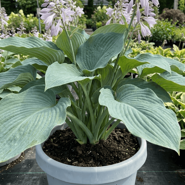 1 Hosta Blue Mammoth Plant, Large Outdoor Garden Ready Hardy Perennial for Shade, 17cm/2 Litre Root Ball - Frankton's