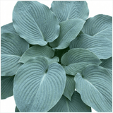 1 Hosta Blue Mammoth Plant, Large Outdoor Garden Ready Hardy Perennial for Shade, 17cm/2 Litre Root Ball - Frankton's