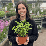 1 Hungarian Hot Wax Chilli Pepper Plant, Outdoor Garden Ready, Grow Your Own Chilli, 2Ltr Root Ball - Frankton's
