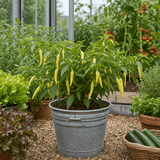 1 Hungarian Hot Wax Chilli Pepper Plant, Outdoor Garden Ready, Grow Your Own Chilli, 2Ltr Root Ball - Frankton's
