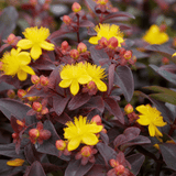 1 Hypericum Hidcote St Johns Wort Plant, Hardy Evergreen Yellow Flowering Shrub, 2 Litre Root Ball - Frankton's