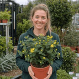 1 Hypericum Hidcote St Johns Wort Plant, Hardy Evergreen Yellow Flowering Shrub, 2 Litre Root Ball - Frankton's