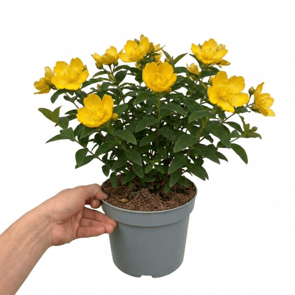 1 Hypericum Hidcote St Johns Wort Plant, Hardy Evergreen Yellow Flowering Shrub, 2 Litre Root Ball - Frankton's