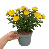 1 Hypericum Hidcote St Johns Wort Plant, Hardy Evergreen Yellow Flowering Shrub, 2 Litre Root Ball - Frankton's