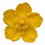 1 Hypericum Hidcote St Johns Wort Plant, Hardy Evergreen Yellow Flowering Shrub, 2 Litre Root Ball - Frankton's