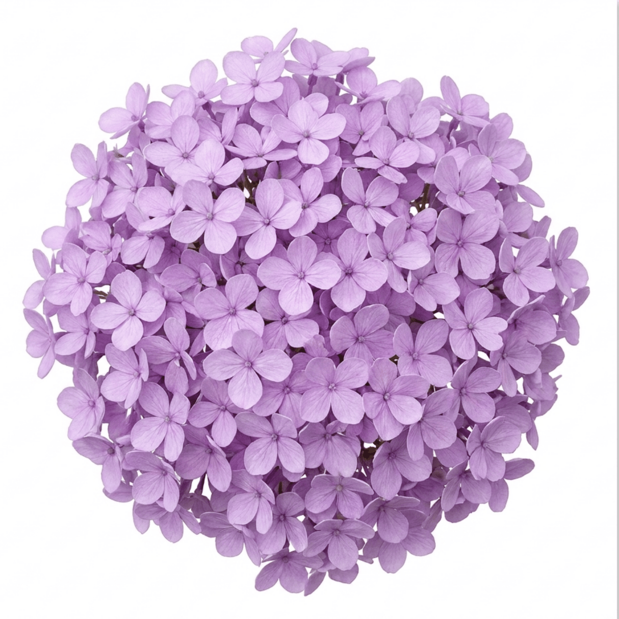 1 Iberis Mermaid Lavender Candytuft Plant, Evergreen Perennial Ground Cover, 2 Litre Root Ball - Frankton's