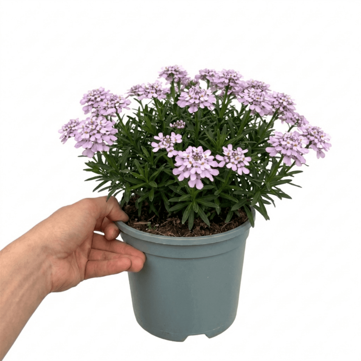 1 Iberis Mermaid Lavender Candytuft Plant, Evergreen Perennial Ground Cover, 2 Litre Root Ball - Frankton's