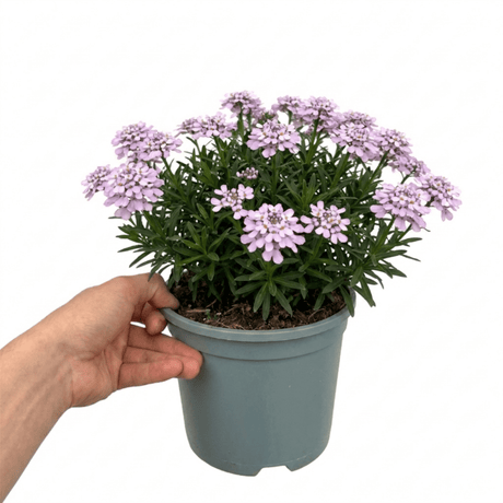 1 Iberis Mermaid Lavender Candytuft Plant, Evergreen Perennial Ground Cover, 2 Litre Root Ball - Frankton's