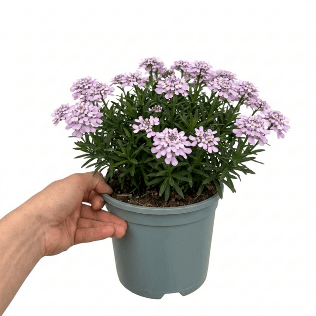 1 Iberis Mermaid Lavender Candytuft Plant, Evergreen Perennial Ground Cover, 2 Litre Root Ball - Frankton's