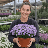 1 Iberis Mermaid Lavender Candytuft Plant, Evergreen Perennial Ground Cover, 2 Litre Root Ball - Frankton's