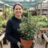 1 Ilex Argentea Marginata Silver Variegated Holly Plant, Hardy Evergreen Shrub, 3 Litre Root Ball - Frankton's