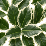 1 Ilex Argentea Marginata Silver Variegated Holly Plant, Hardy Evergreen Shrub, 3 Litre Root Ball - Frankton's