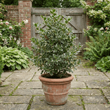 1 Ilex Argentea Marginata Silver Variegated Holly Plant, Hardy Evergreen Shrub, 3 Litre Root Ball - Frankton's