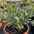 1 Ilex Argentea Marginata Silver Variegated Holly Plant, Hardy Evergreen Shrub, 3 Litre Root Ball - Frankton's