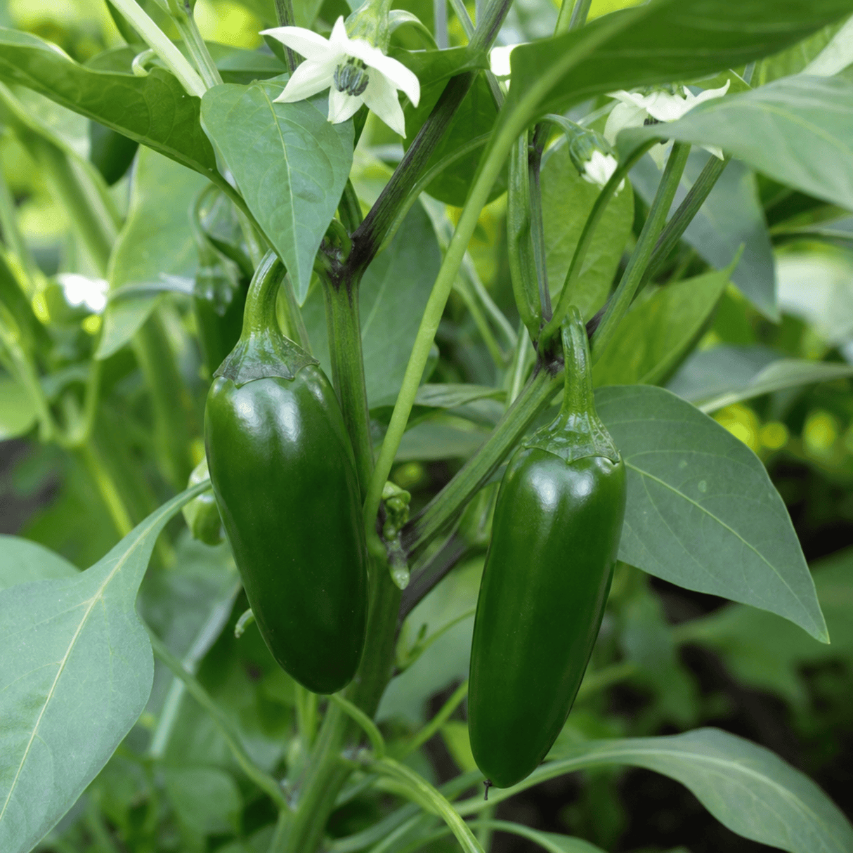 1 Jalapeno Chilli Pepper Plant, Garden Ready, Grow Your Own Hot Peppers, 2 Litre Root Ball - Frankton's